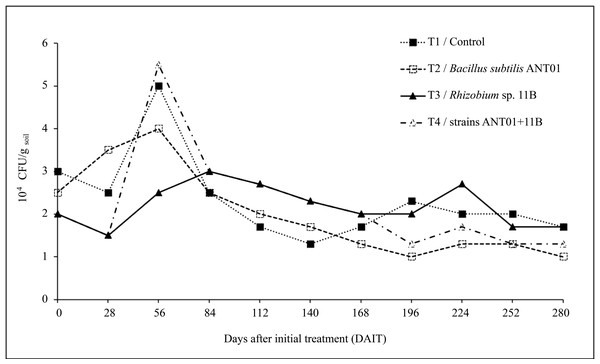 Dynamics of estimated F. oxysporum populations in a soil grown with pineapple plants (A. comosus) treated with the bacterial strains ANT01 and 11B, alone or in combination.