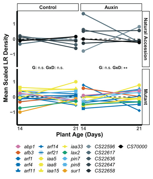 Mean LR density scaled by plant age and treatment of natural accessions (solid lines) and insert mutants (dashed lines) at 14 and 21 days in the control treatment and when treated with auxin.