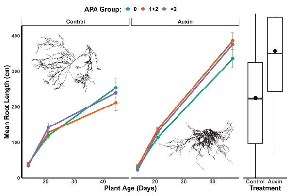 Mean root length of APA groups across development and auxin treatments.