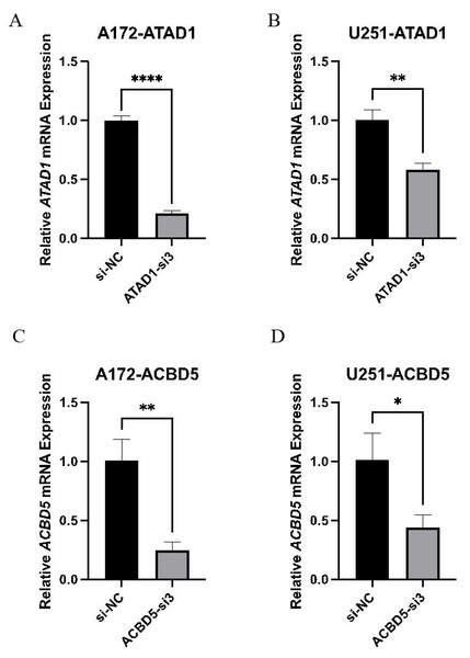 ATAD1 (A and B) and ACBD5 expression (C and D) was efficiently downregulated by siATAD1 and siACBD5 transfection in A172 and U251 cells.