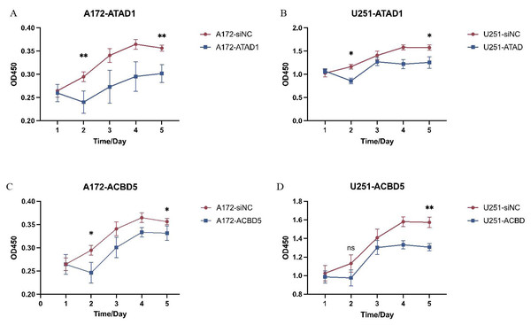 Downregulation of ATAD1 (A and B) and ACBD5 (C and D) inhibited cell proliferation in A172 and U251 cells.