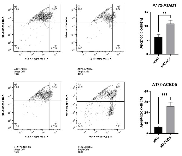 Downregulation of ATAD1 and ACBD5 induced apoptosis in A172 cells.