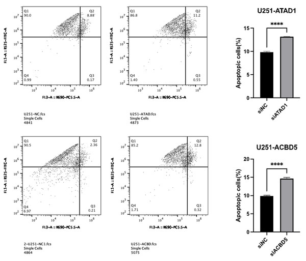 Downregulation of ATAD1 and ACBD5 induced apoptosis in U251 cells.