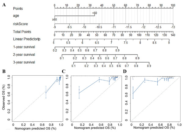 Establishment of a new nomogram for OS prediction in LGG patients.