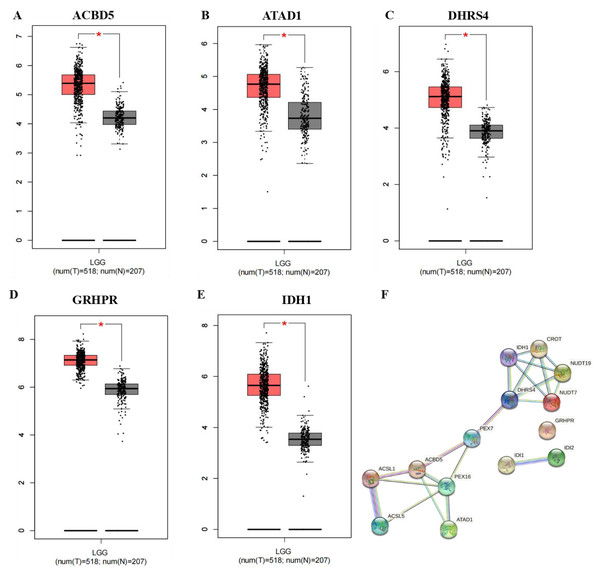 (A–E) The expression level of five peroxisome-related genes in normal tissue and LGG tumor tissue. (F) Protein–protein interaction network of 14 genes in the STRING database.