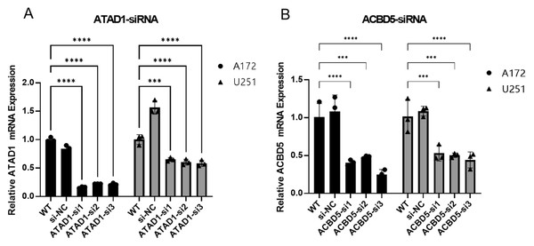 The qPCR demonstrated that si1, si2, and si3 efficiently inhibited ATAD1 (A) and ACBD5 (B) expression.