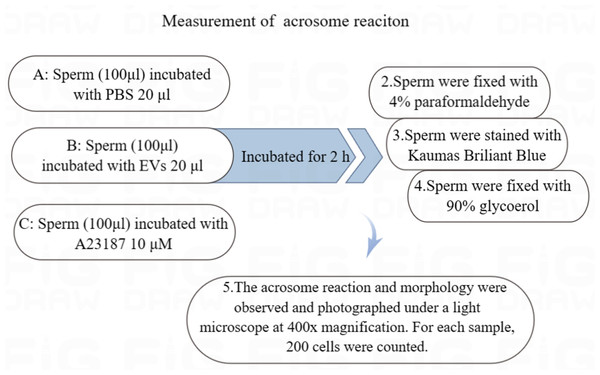 Flowchart for the measurement of acrosome reaction.