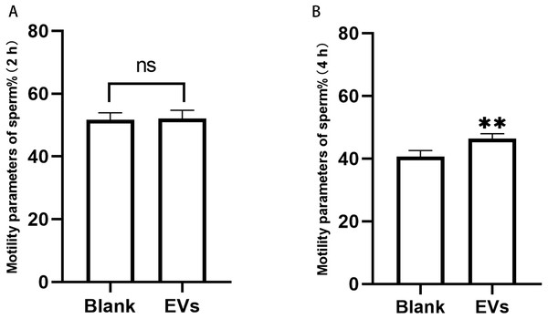 Motility of sperm after incubation with EVs.