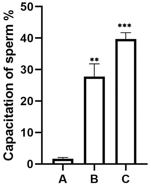 Percentage of acrosomally reacted sperm in each group.