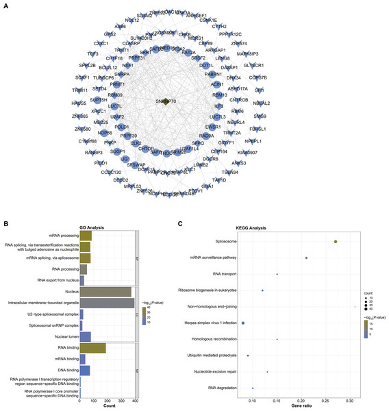 PPI network and functional analysis on SNRNP70 co-expressed genes.