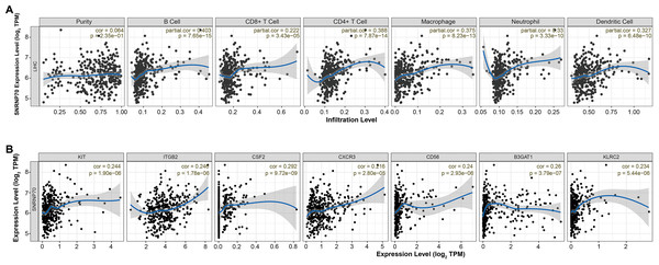 SNRNP70 immune correlation analysis based on immune infiltration.