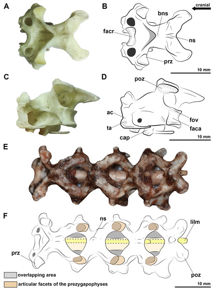 Photographs and interpretative drawings of the cervical vertebrae of extant birds.