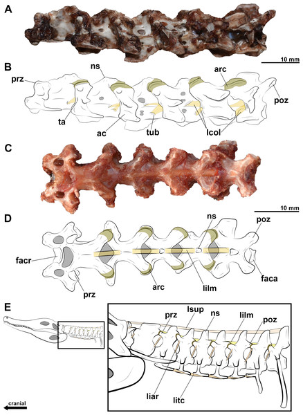 Photographs and interpretative drawings of cervical series of extant birds and Caiman latirostris.