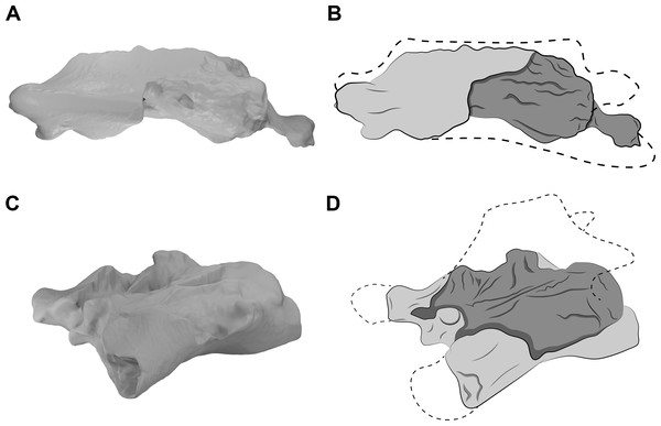 CT scans and interpretative drawings of the cervical vertebrae of Azhdarcho lancicollis.