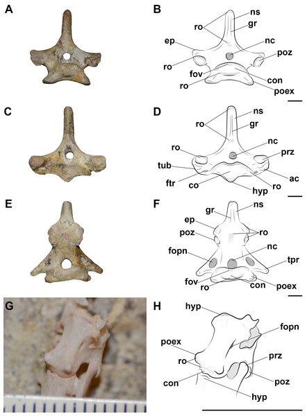 Photographs and interpretative drawings of the pterosaur cervical vertebrae.