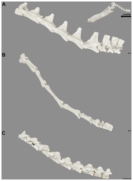 Reconstruction of the position at rest of the cervical vertebral column of the pterosaurs.
