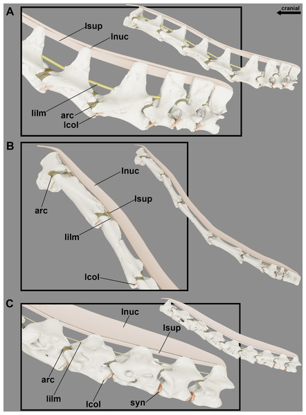 Reconstruction of the articular capsule and cervical ligaments of the neck of pterosaurs at rest position.