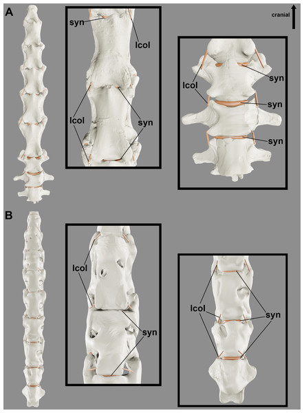 Reconstruction showing the probable variation in synovial cartilage thickness along the neck of pterosaurs.