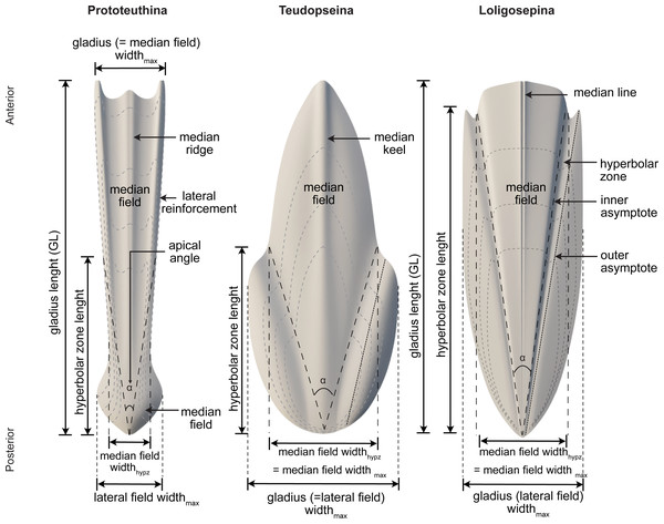 Morphology, terminology and measurements of the three different gladius morphotypes among Mesozoic gladius-bearing coleoids.