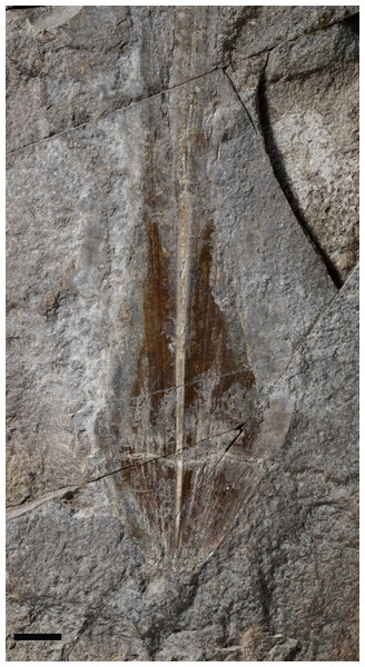 Paraplesioteuthis sagittata (Münster, 1843), close-up of the posterior part of specimen M486_2024.1.1 (lower Toarcian, Saint Bauzile, Causses Basin) under natural light.