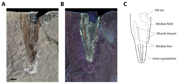 ?Loligosepia sp. indet., specimen M486_2024.1.2 (lower Toarcian, Saint Bauzile, Causses Basin) in dorsal view, under natural (A) and UV (B) light. (C) Interpretative drawing of specimen M486_2024.1.2.