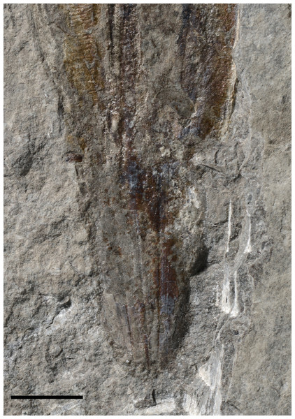 ?Loligosepia sp. indet., close-up of the posterior part of specimen M486_2024.1.2 (lower Toarcian, Saint Bauzile, Causses Basin) under natural light.