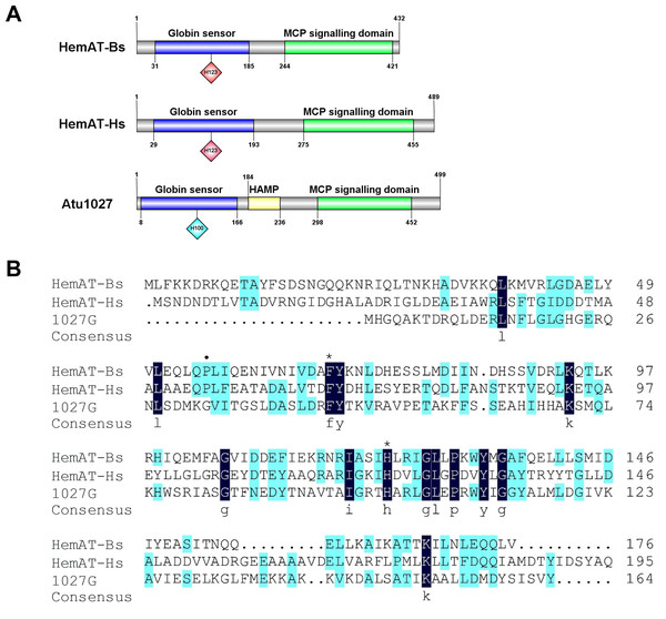 Sequences and domain information of Atu1027.
