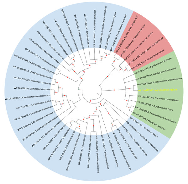 Consensus tree of phylogenetic relationships of Atu1027 and its homologs.