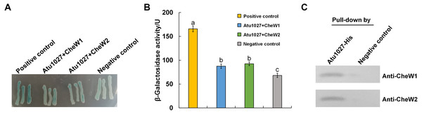 The interactions between Atu1027 and two CheWs.