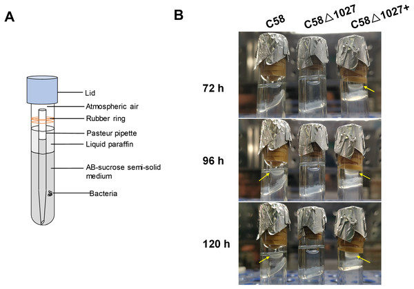 Air trap assays of wild-type C58, atu1027-deficient mutant C58Δ1027, and its complemented strain C58Δ1027+.