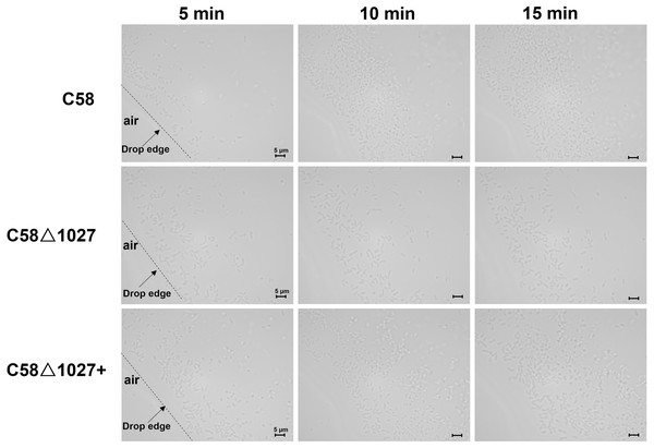 Bacterial aerotaxis behavior observation under the optical microscope.