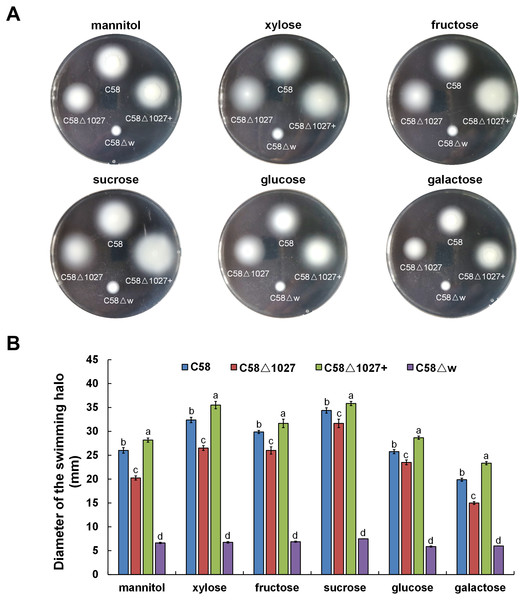 Comparison of chemotactic behavior between wild-type C58, atu1027-deficient mutant C58Δ1027, and its complemented strain C58Δ1027+.