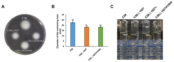 Effect of His100 within Atu1027 on chemotaxis and aerotaxis of A. tumefaciens.