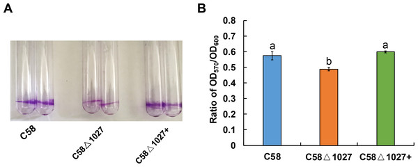 Biofilm formation of A. tumefaciens C58 and its Atu1027 mutant strains.
