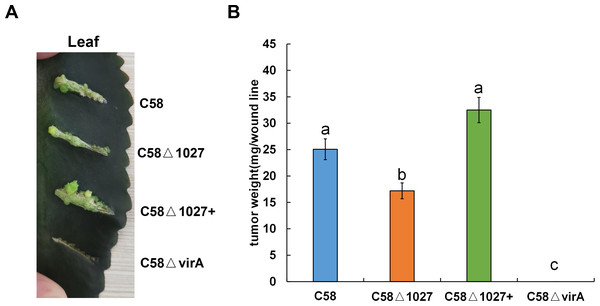 Tumorigenesis assays of A. tumefaciens C58 and its Atu1027 mutant strains.
