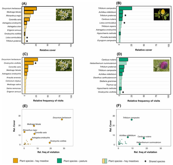 The relative abundance of the ten most common plant species in (A) hay meadows and (B) pastures, and the ten most visited plant species in (C) hay meadows and (D) pastures.