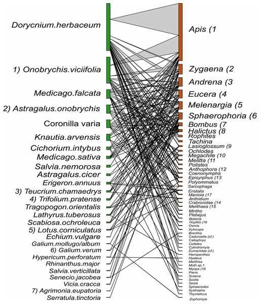 Interactions between plant species and pollinator genera in hay meadows.