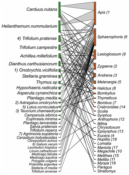 Interactions between plant species and pollinator genera in pastures.