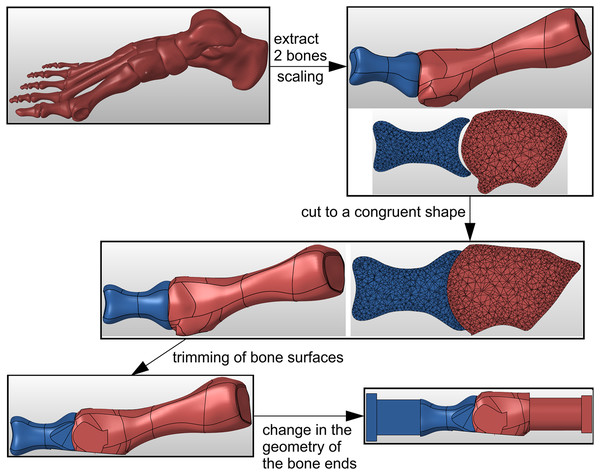 The process of bone samples preparation for arthrodesis in Hypermesh software.