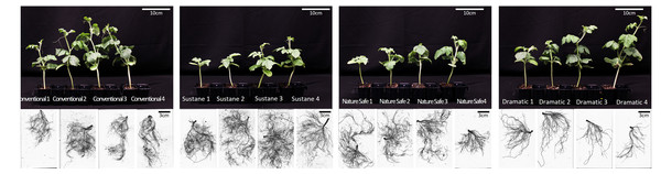 Shoot photo and root morphology of watermelon seedlings at harvest-time.