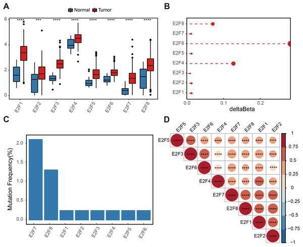 Genetic variation of E2F transcription factors in gastric cancer.