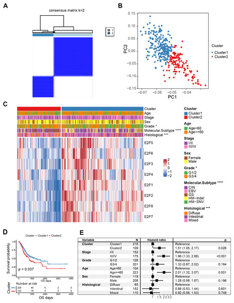 Classification of E2F clusters and clinical characteristics of gastric cancer patients.