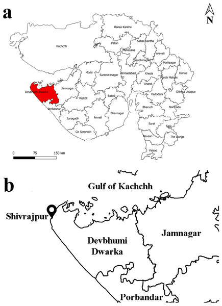 Map of study area: (A) Gujarat state; (B) Shivrajpur village, Gujarat state, India.