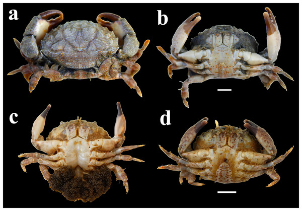 Morphology of L. exaratus from Shivrajpur, Gujarat state, India; (A) dorsal view; (B) ventral view male (CW: 29.98 mm); (C) ventral view ovigerous female (CW: 27.79 mm), (D) ventral view female (CW: 28.63 mm).