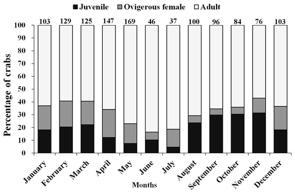Percentage of different demographic categories of L. exaratus from Shivrajpur, Gujarat state, India during the 12 months of study period.