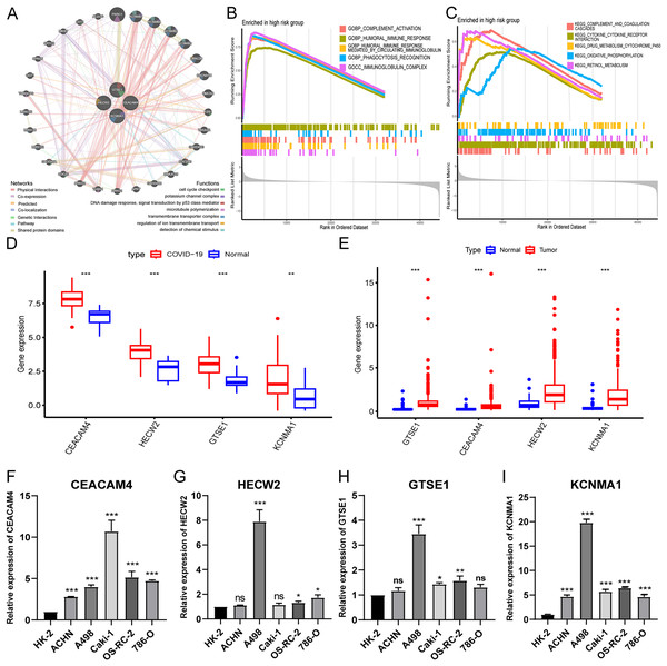 Expression validation and biological functions of hub genes and drug screening.