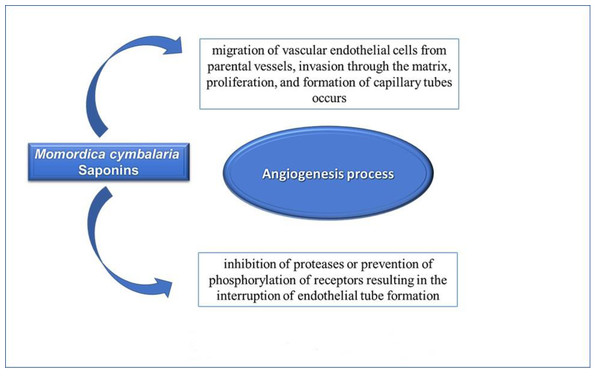 Mechanism of antiangiogenic effects of Saponins of Momordica cymblaria.