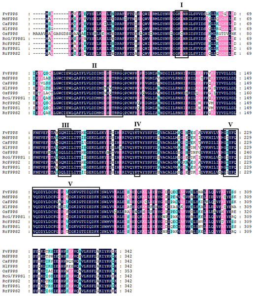 Sequence alignment of the deduced amino acid of R. rugosa FPPS and FPPSs from other plants.