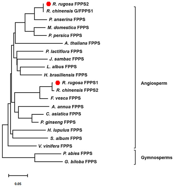 Phylogenetic tree of the amino acid sequences of FPPS from various organisms.
