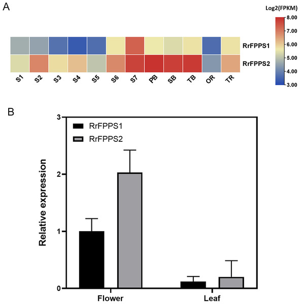 Analysis of gene expression of RrFPPS1 and RrFPPS2.